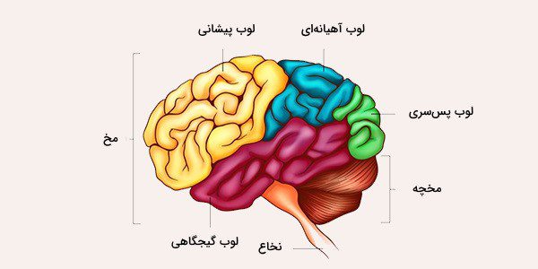 مغز