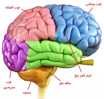مغز انسان