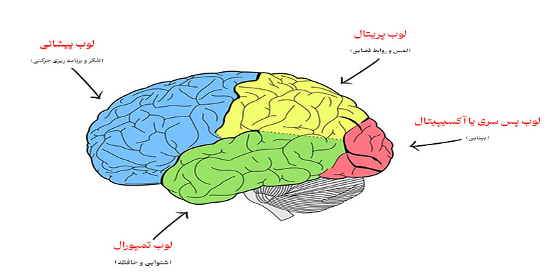 مغز انسان