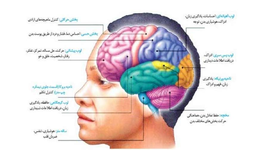 مغز انسان